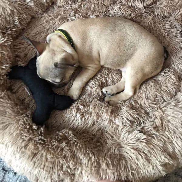 Round Dog Bed House Soft Long Plush Pet Dog House Bed For Dogs Basket Pet Products Cushion Cat Pet Bed Mat House Animals Sofa 201126