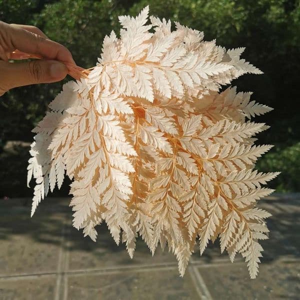 10pcs,Natural Fresh Preserved small/middle size Fiddlehead Ferns,Eternal flower Leaves for Wedding home Decoration accessories Y1128