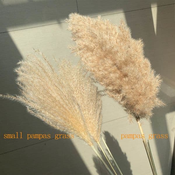 Grass Decor Real Natural Dried Flowers Plants Wedding Flowers Dry Flower Bouquet Fluffy Lovely For Holiday Home Decor