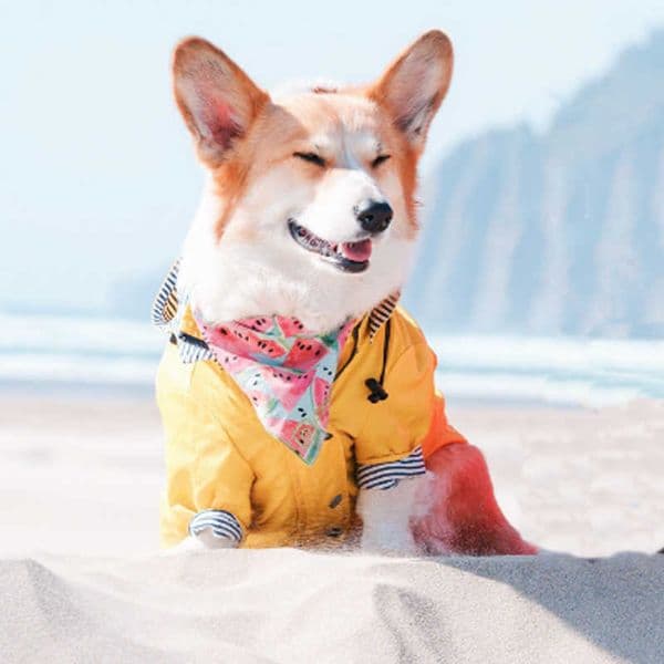 Pets Dog Rain Coat Waterproof Yellow Dog Raincoat for French Bulldog Retro Puppy Clothes Pet Outfit Clothing Jacket ropa perro 211007