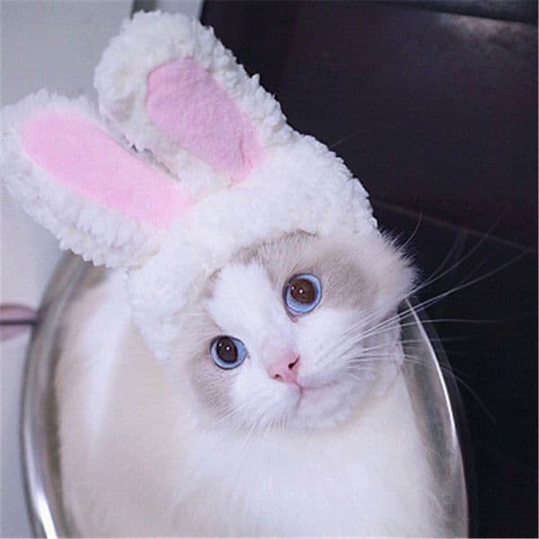 Cute Cat Headgear Seconds Change Rabbit, Festival Play Pet Hat Rabbit Ears Performance Props Funny