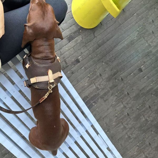 dog harnesses luxury pet carrier dog the newest pet chest back dog leash suit leather necklace collar collars sets outdoor durable cute dog cat harnesses