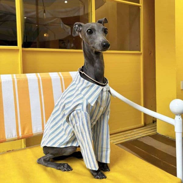 Italian Greyhound Striped Spring Summer Thin Fashion Versatile Dog Shirt Soft Comfortable Pet Clothing 26W0314