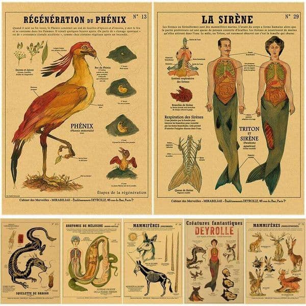 Anatomy of Mermaid Poster Bird Curious Creatures Kraft Paper Prints Vintage Home Room Cafe Bar Art Wall Decor Aesthetic Painting 26H0324