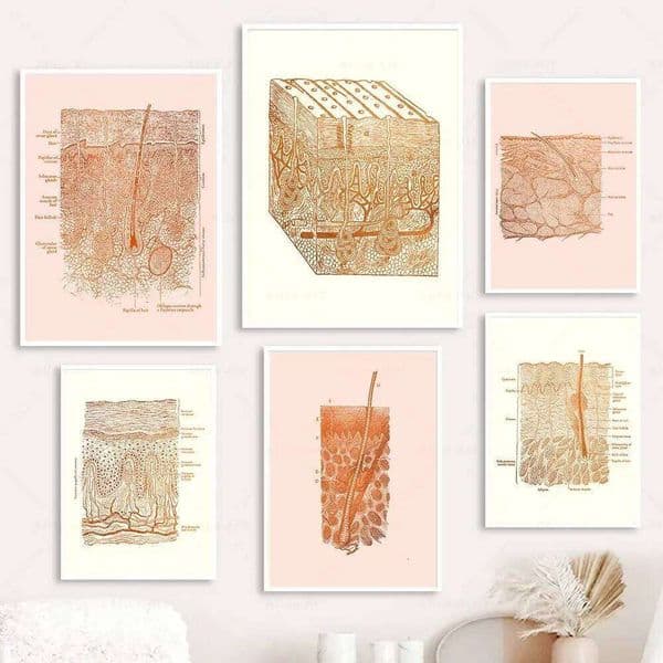 Scandinavian Simple Wall Art Anatomy Human Skin Cosmetologist HD Canvas Poster Print Home Bedroom Living Room Decoration 26Y0330