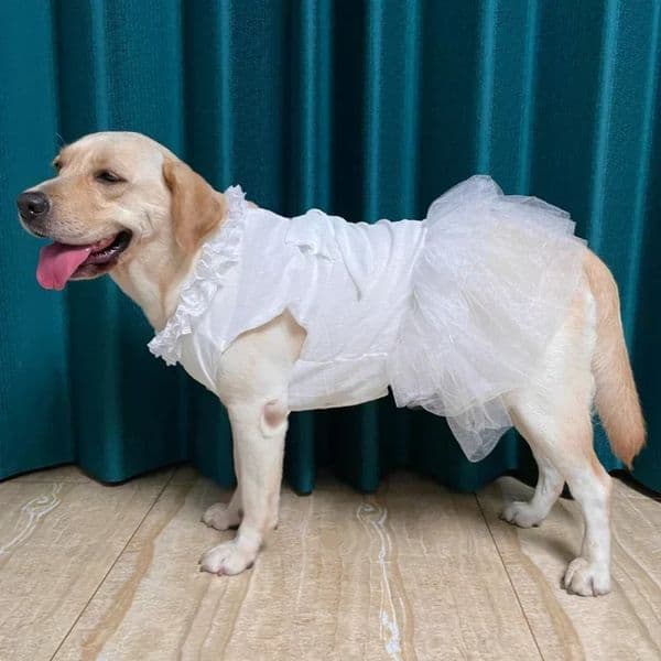 Big Dog Clothes Summer Large Dog Wedding Dress Corgi Shiba Inu Samoyed Husky Labrador Golden Retriever Clothing Pet Costumes 260506