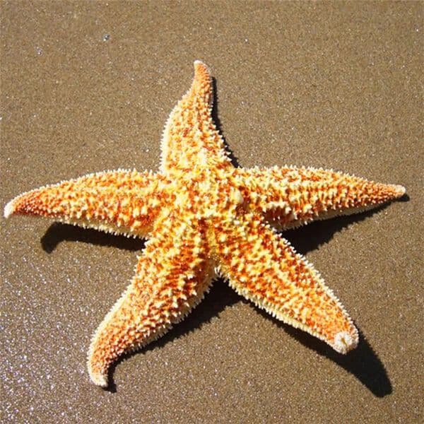 Luxury Designer Decor 2Pcs Natural Dried Starfish room Sea Star Beach Craft Wedding Party Home Decoration Decoration For Home 13