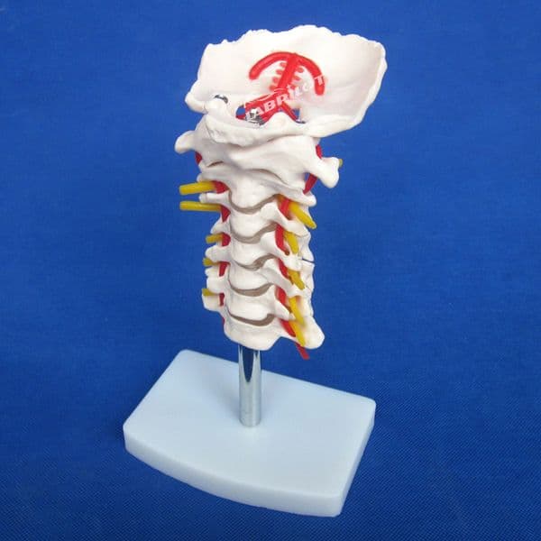 HOT Cervical Vertebral Column with Neck Artery Model Nerves and Anatomy Teaching Simulator