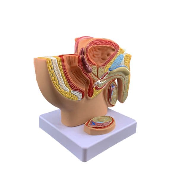 Desktop Male Prostate Model, Female Genital Anatomy, Male and Female Pelvic Sagittal Section Demonstration Simulator