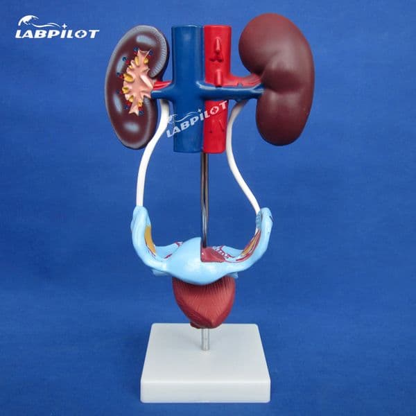 Female Urogenital System Model, Anatomical Model of Urinary Kiddney Bladder Genital System 3D Teaching Model