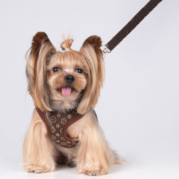 Designer Set with Classic Letter No Pull Soft Mesh Padded Pooch Vest Harness 4 FT Pet Walking Leash Adjustable Puppy Collar for Small Dog Cat B89