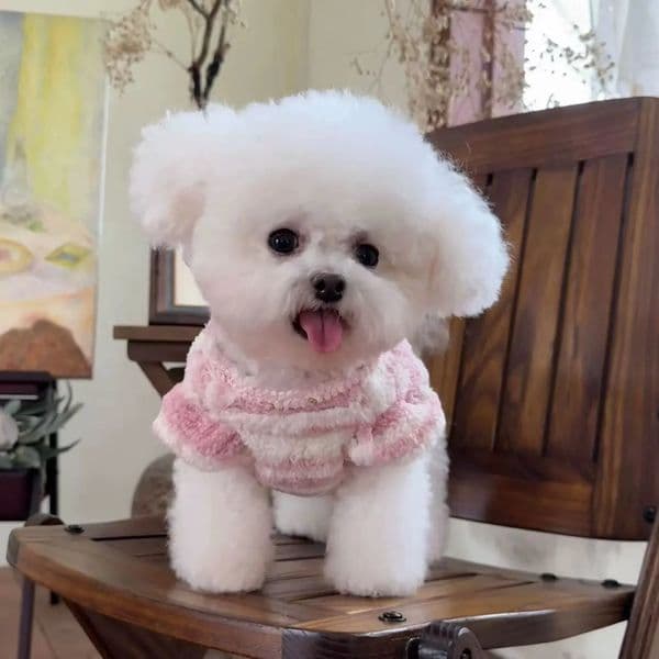 Luxury Pet Clothes Autumn Winter dog New Velvet Striped Cardigan Vest For Dogs And Cats Traction Buckle cat Coat Free Shipping