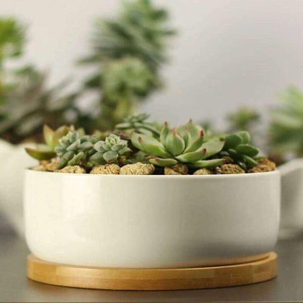 Ceramic Succulent Plant Pot, White Porcelain, Deep Rounded Flower Pot with Bamboo Tray, Office Desktop Table, Bonsai Zakka 26W0203