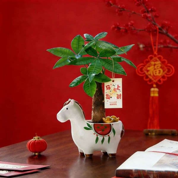 Money Tree Indoor Potted Easy to Care for Living Room Office Desk New Year Flower Plant