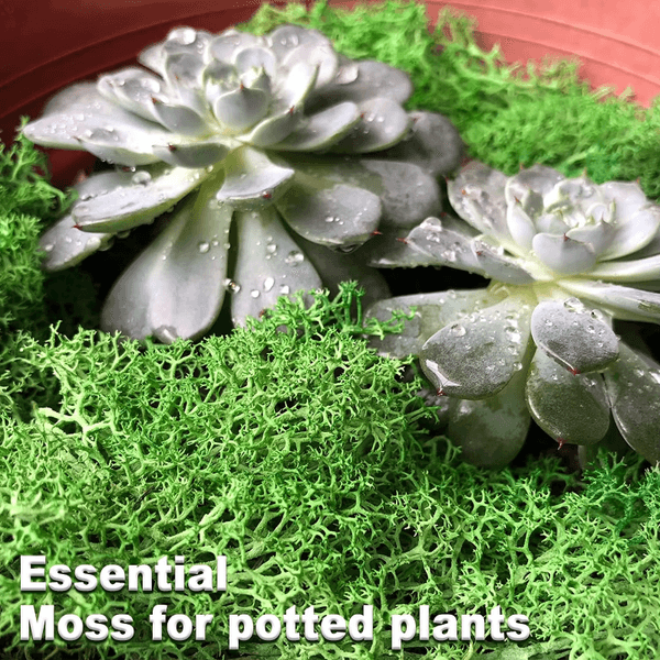 Natural Preserved Reindeer Moss - 100g DIY Kit for Garden & Home Decor