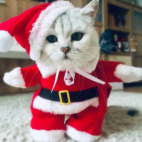 Winter Christmas Pet Cat Costumes Funny Santa Claus Clothes For Small Cats Dogs Xmas New Year Cat Clothing Kitty Kitten OutfitsXJ241127