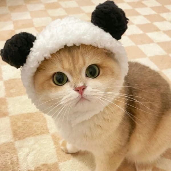 Cute Lion Man Frog Cat Wig Hat Cover Fun Pet Cloth Fancy Party Puppy Role Playing Costume Rabbit Bear Kitten 240929