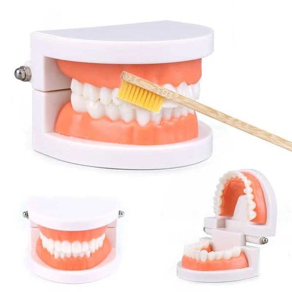 Montessori Educational Toys For Children Early Learning Kids Intelligence Brushing Tooth Teaching Aids Simulated Practical LifeT Y240801