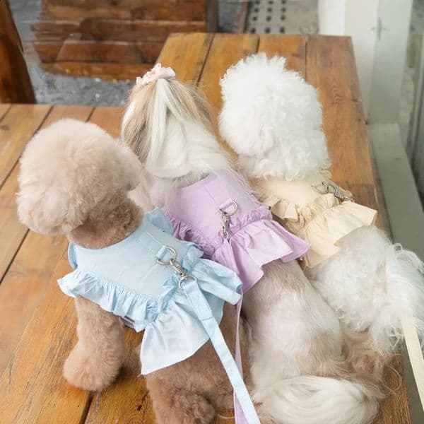 Lace Dog Collars Harness Skirt Chest Strap Leash Walking Dog Cat Vest Clothes Teddy Yorkshire Schnauzer Maltese Dog Supplies 240802