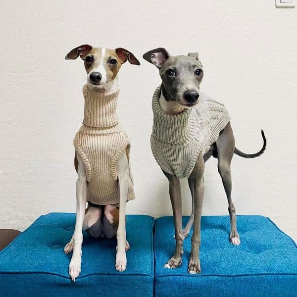 Turtleneck sweater for greyhound whippet galgo saluki lurcher italian greyhound dog soft fleece jumper clothes 240827