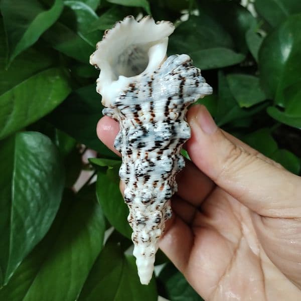 8-10CM Rare Tower Snail Turritella Natural Sea shells For Wedding Home Fish Tank Decorations Table Party Ornaments DIY Crafts