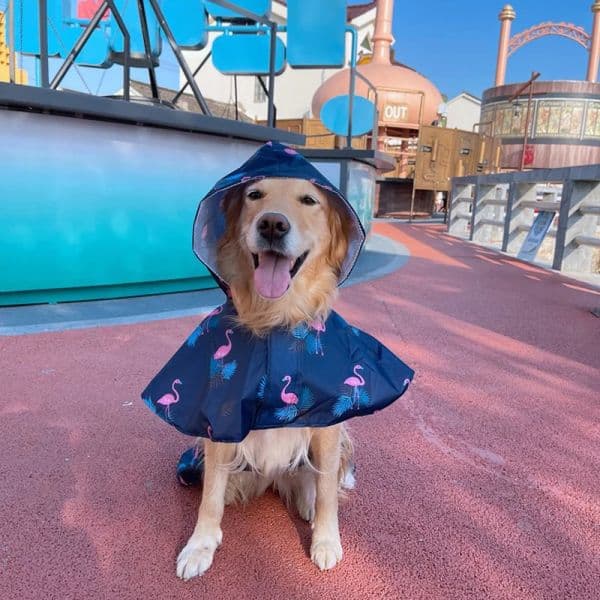 62be5 Hot Sale Pet Cute S-4XL Raincoat Dog Dogs Raincape Clothes For Small Large Dogs Poncho Golden Retriever Rain Coat Waterproof Pet Clothing s s