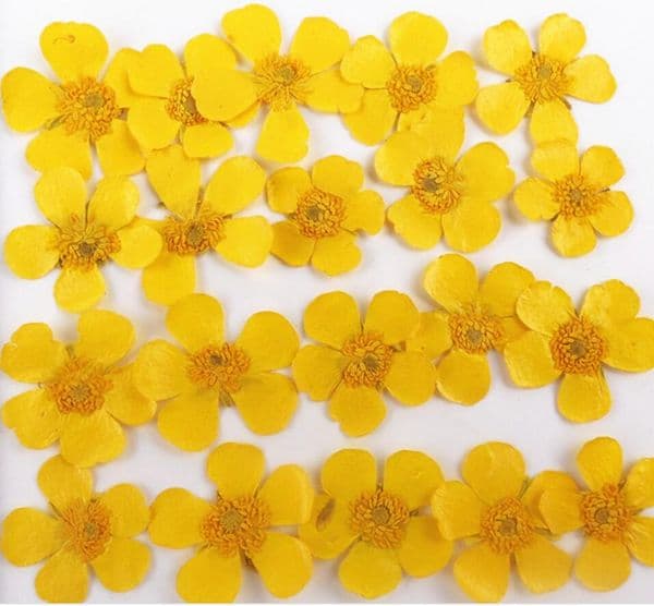 1Set Natural Dried Pressed Buttercup Ranunculus japonicus Flowers For Makeup Jewelry Postcard Invitation Card Phone Case DIY