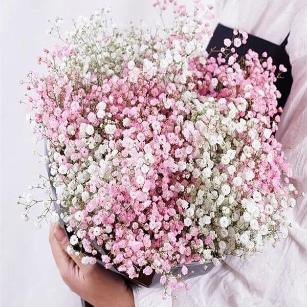 Decorative Flowers 50-120G Dried Gypsophila Wedding Decoration Bridal Bouquets Baby Breath Flower Boho Home Decor Room Ornament Gypsophile B2