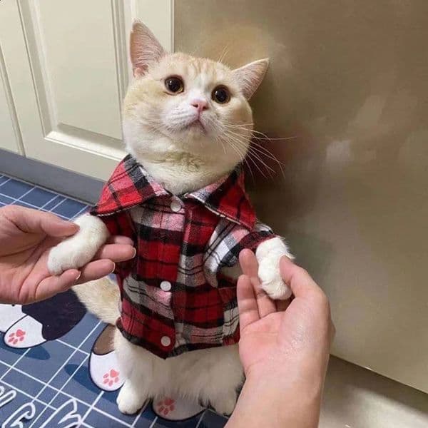 Plaid Cat Clothes for Cats Sphinx Pet Clothing Small Dogs Costumes Soft Kitten Kitty Coat Jacket Puppy Outfit York 240722