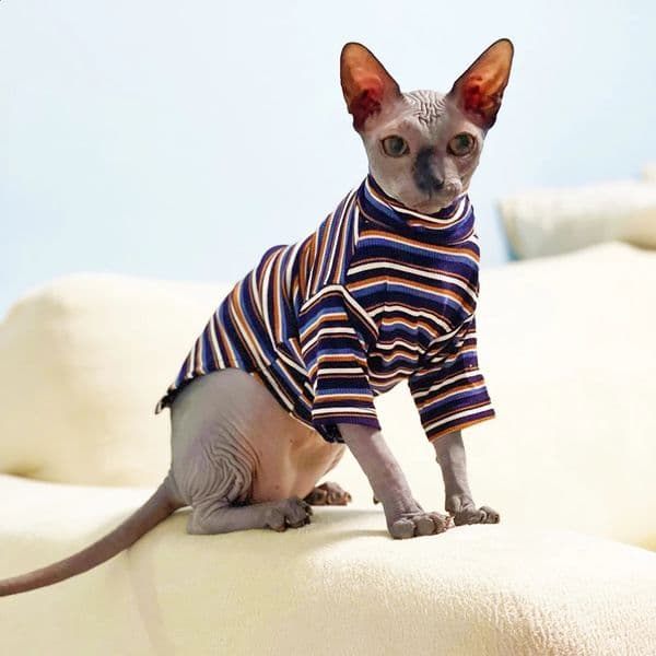 Sphinx Devon Hairless Cat Clothes For Kitten Knitted Striped High Collar Clothing Spring Autumn Kitty Costume Pet 240722