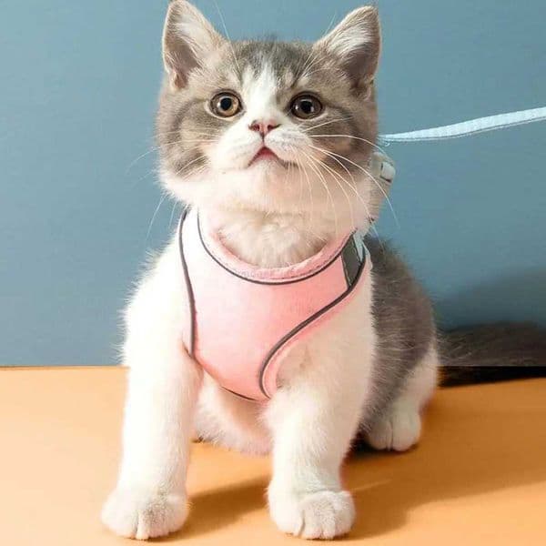 Vest Style Outdoor Walking Traction Halter Chain Dog Harness Puppy Kitten Dog Necklace Pet Supplies Dog Leash Pet CollarL240725L240725