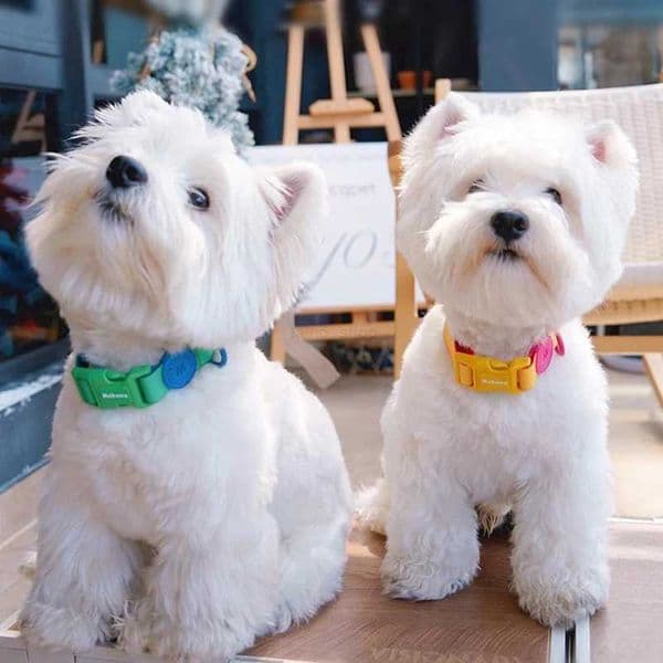 Luxury Waterproof Pet Dog Leash Set Adjustable Solid Color Dogs Collar Small Medium Large Dog Outdoor Traction Rope Pet SuppliesL240725