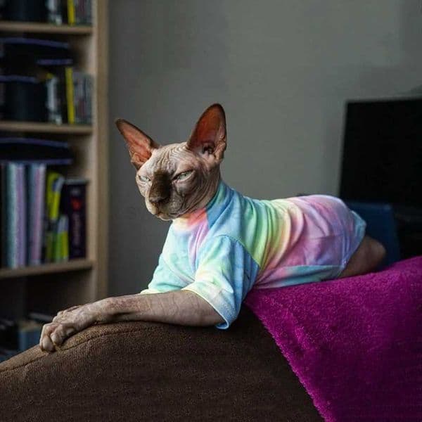 Sphinx Hairless Cat Clothes Deven Breathable T-shirt For Cats Stretch Fabric Clothing For Kitten Pet Shirt Coats For PuppyB270726