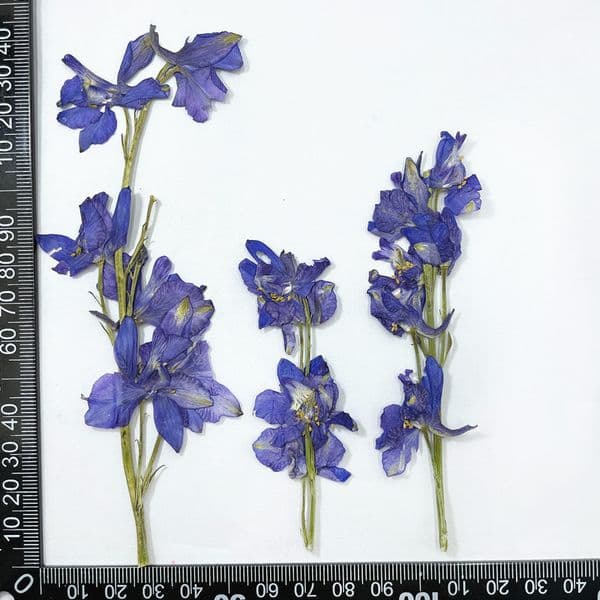 12PCS/7~14CM Real Small Natural Plant Dried Pressed Flying Swallow Flowers Branches For DIY Craft Resin Jewellery,Nails Art
