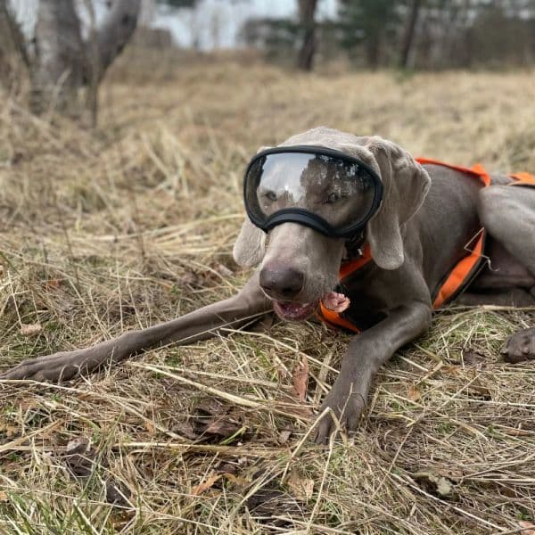 Dog Goggles Anti UV Strong Impact Resistance Adjustable Elastic Puppy Large Breed Dog Goggles Breathable Pet Sunglasses