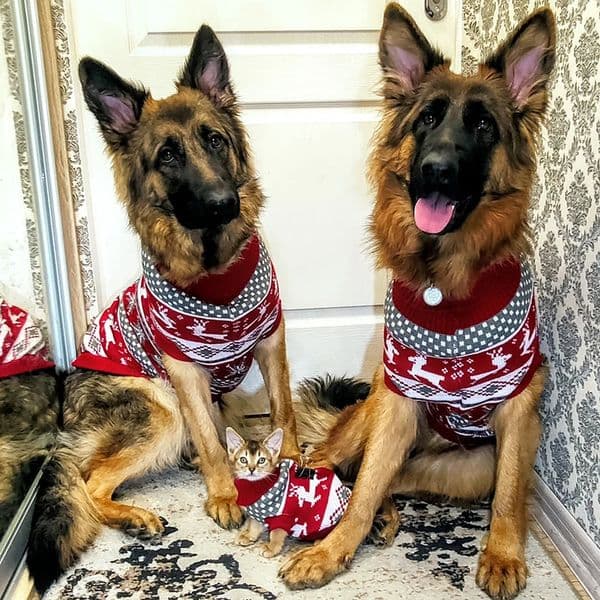 Knitted pet dog sweater for large dogs in the UK Christmas elk big dog costume Labrador Bulldog latte mascot costume 241016
