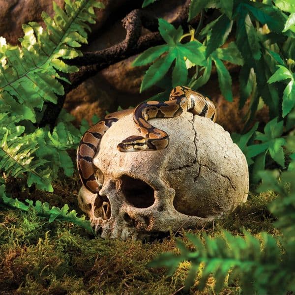 Coral Reptile Hide Cave Shrimp Habitat Resin Head Bone Skull Fish Tank Landscape Decoration Aquarium House aquarium deco 231201
