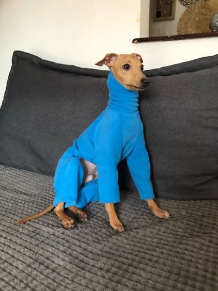 Dog Apparel High Collar Clothes in Winter Warm Fleece Coat is Suitable For Whitty Italian small Greyhound 231205