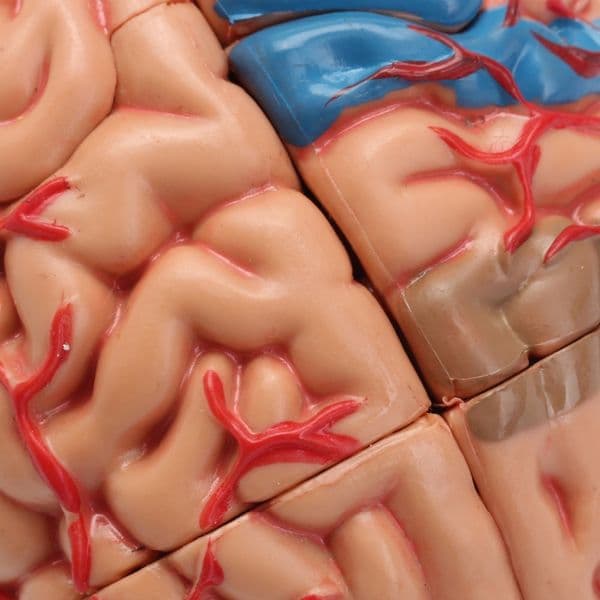 2026 New Bulk Office Supplies Wholesale Other School 4D Human Anatomical Brain Model Anatomy Teaching Tool Toy Statues Sculptures Use Free Shipping