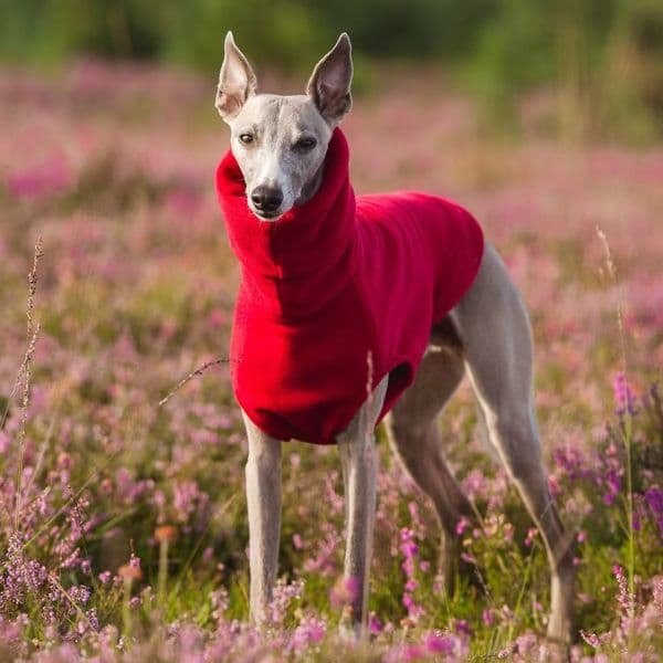 Dog Apparel Winter Fleece Whippet Vest Italian Greyhound Clothes Turtleneck Soft 230211