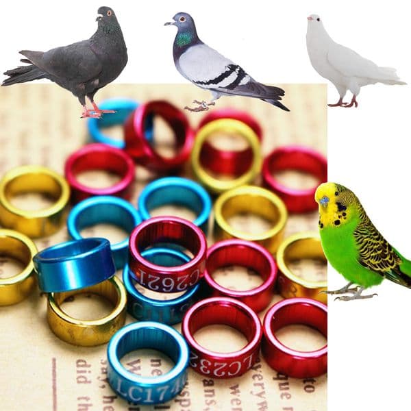 Other Bird Supplies 50 Pcs Multicolor Bird Parrot Clip Rings Bands Clip on Leg Rings for s Foot Ring Tools Chicks Bantam Quail Supplies 221122