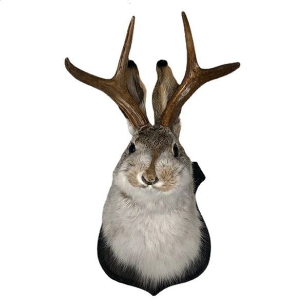Decorate Easter gifts deer heads ants wall hanging decorations deer Taxation Mount for Home Specimen Resin Art Ornaments indoor 240810bj
