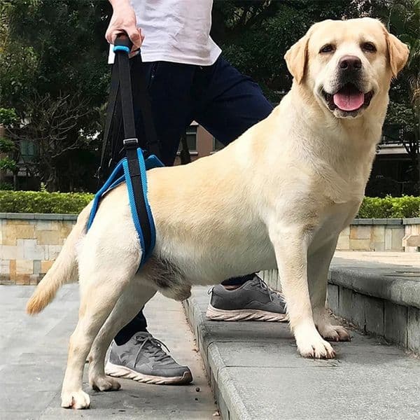 Adjustable Dog Sling Back Legs Hip Support Pet Dogs Aid Assist Tool for Canine Aid and Ligament Rehabilitation Dog Lift Harness 250313