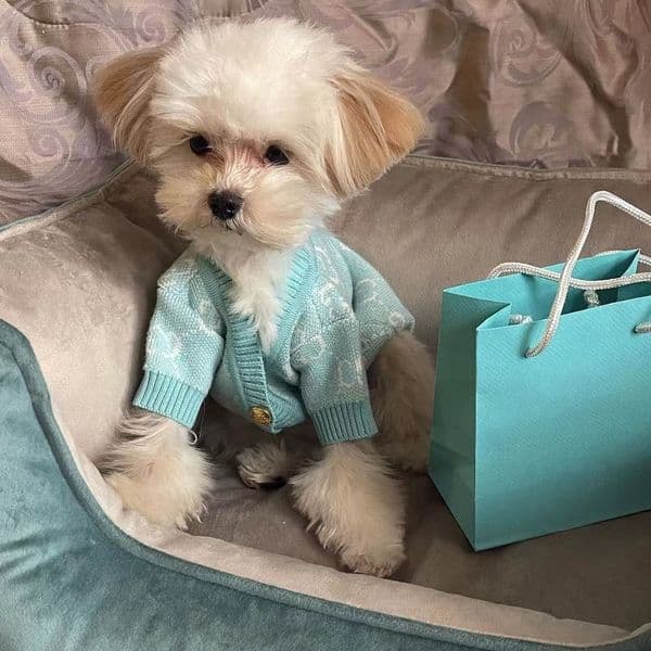 Luxury Clothes Pet Sweater Winter Warm Knitted Cold cat Weather Coats Pullover Pets Clothing dog Dog Hoodies Free Shipping