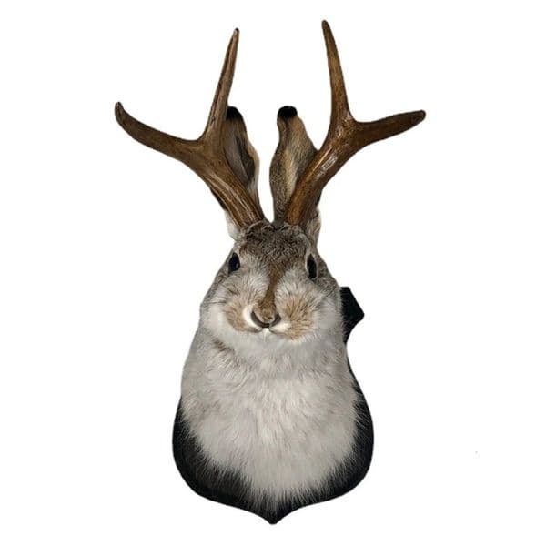 2026 Indoor Bedroom Sculpture Bunny Head Antlers Wall Hanging Decoration Jackalope Decor Animal Mount For Home 250806 Free Shipping