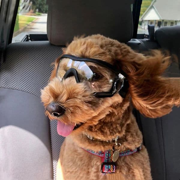 Adjustable Pet Dog Goggles Sunglasses Anti-UV Sun Glasses Eye Wear Protection Waterproof Windproof Sunglasses Pet Dog Supplies 250321