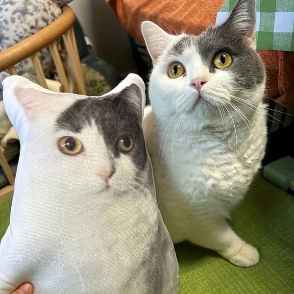 Personalized customized pos DIY pet plush pillow dog cat themed cushion ideal gift for animal enthusiasts mixed colors 251216BJ