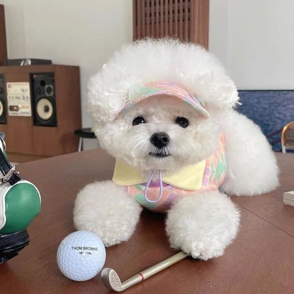 Luxury T681 Spring And cat Summer Diamond Check Contrast Color dog Golf Lapel Clothes For Teddy Bear Schnauzer Dog Cat Free Shipping