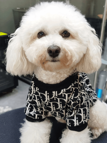 Designer pet sweater Large dog clothes Autumn and winter fashion brand warmer than bear corgi giant expensive teddy Golden hair Samoyed