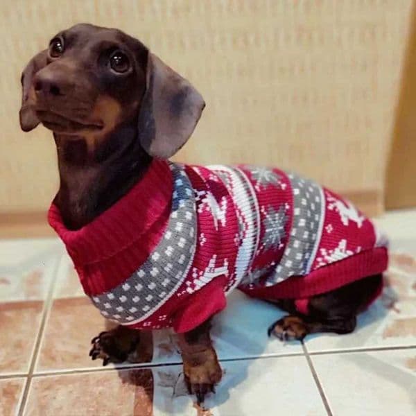 Cute Pet Dog Sweater for Small Dogs Winter Warm Puppy Cat Clothes Dachshund Pullover Mascotas Costume Clothing roupa cachorroM251111